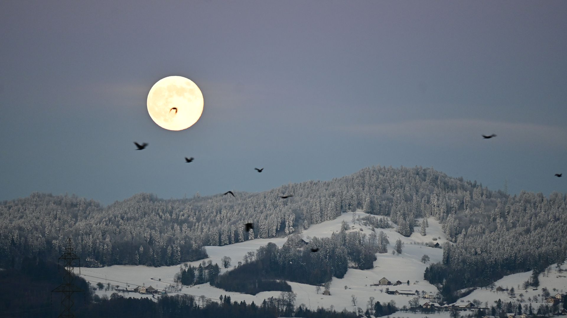 Vollmond Schaufelberger Egg I2z1sx